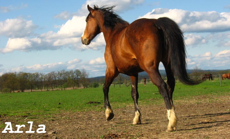 pp (135).jpg